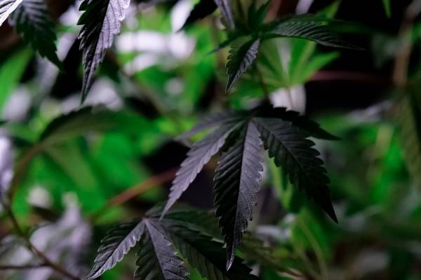 Cannabis Category For Blog Submission Sites